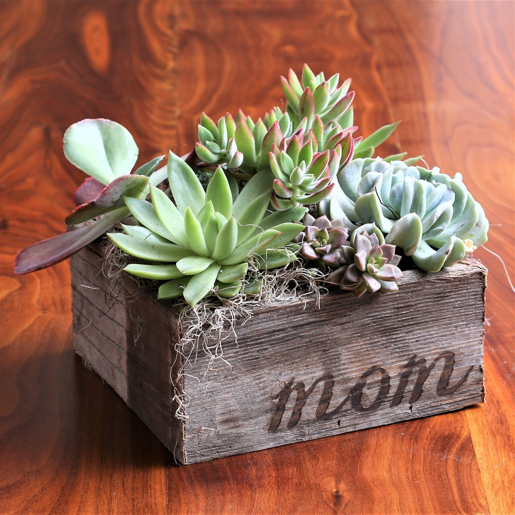 28 Trendy 19.99 Flowers with Free Vase 2024 free download 19 99 flowers with free vase of air plants and succulents easy to grow bulbs pertaining to succulent garden in reclaimed wood planter with mom free shipping