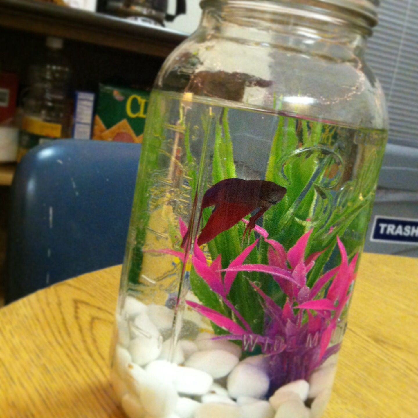 16 Nice 2 Gallon Vase 2024 free download 2 gallon vase of i decided to try cosmo in his old cube vase again my betta fish in i decided to try cosmo in his old cube vase again my betta fish cosmo pinterest cosmos betta fish and bett