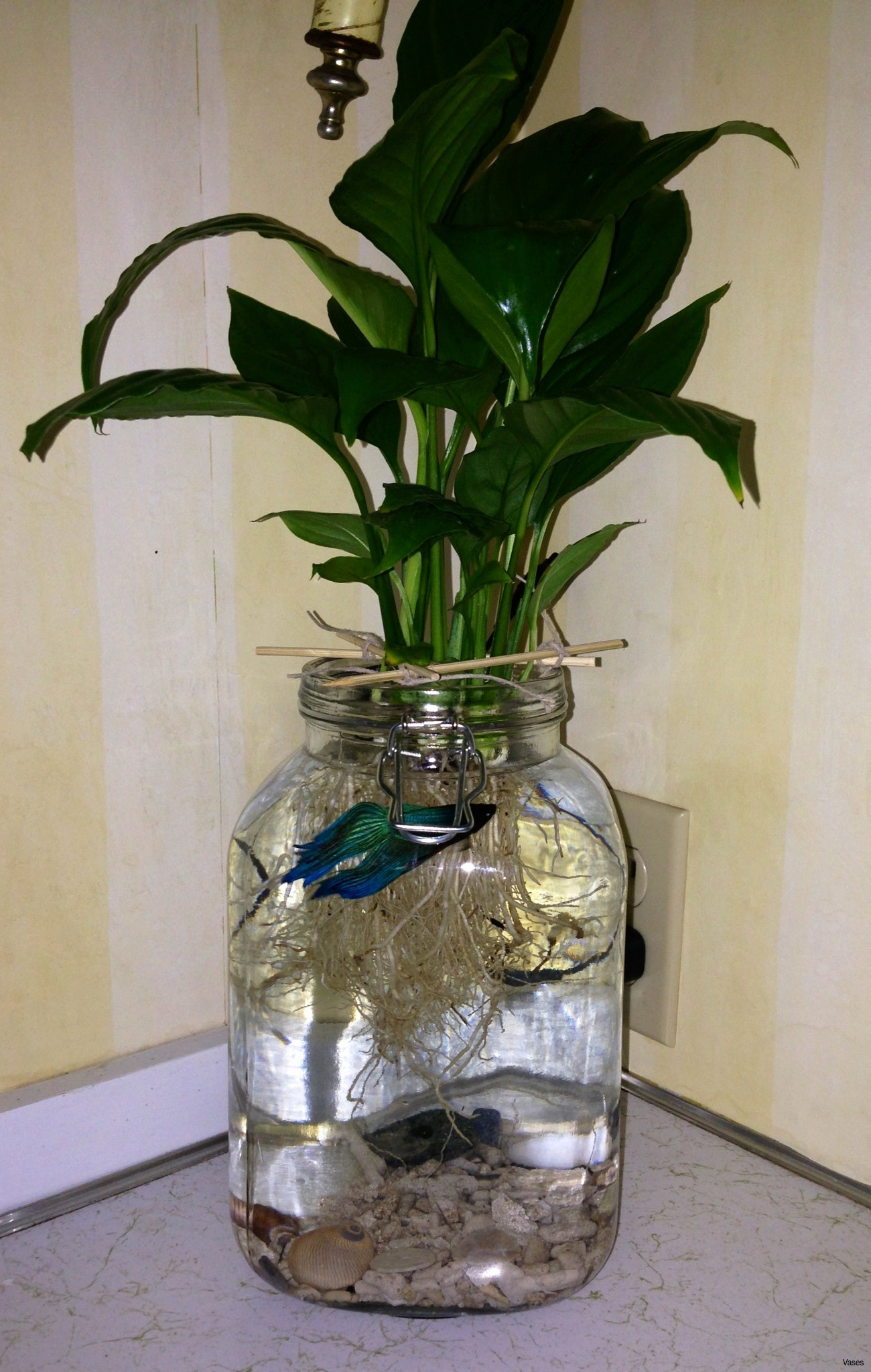 2 gallon vase of stock of fish in vase vases artificial plants collection inside fish in vase collection christmas 2b004h vases betta fish vase with plant bud si 0d in