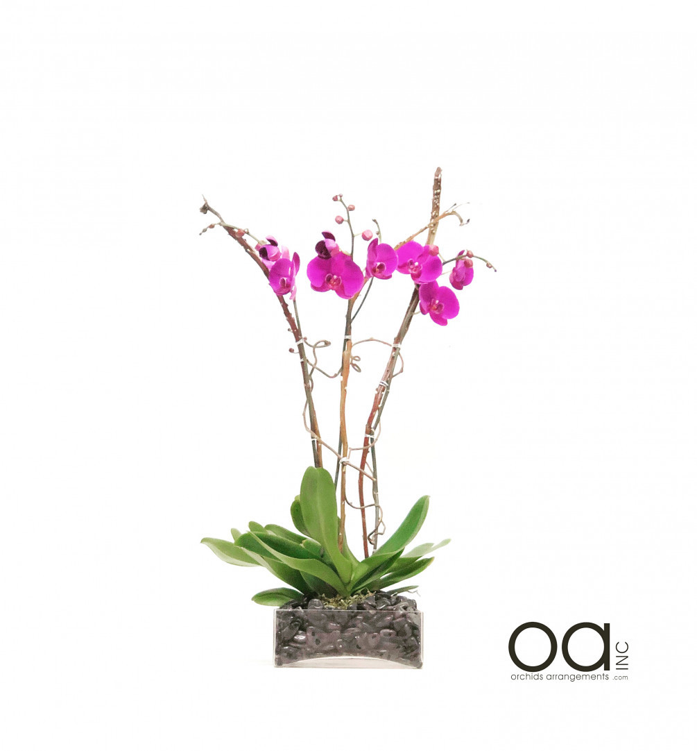 10 Great 4 Square Glass Vase 2024 free download 4 square glass vase of send 4 orchids arrangement on line square short glass inside 20180602025058 file 5b12aed2ea75e