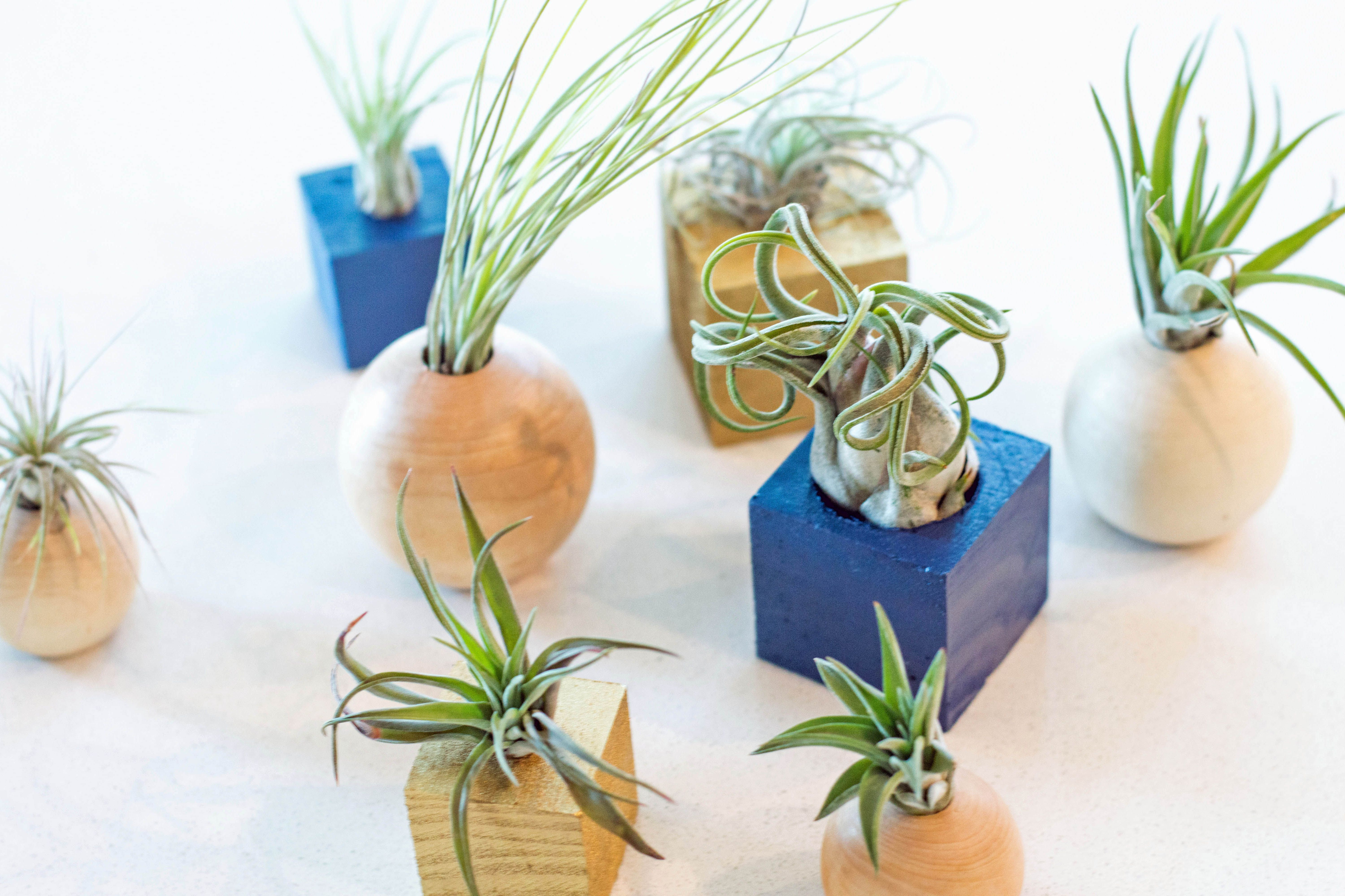 30 Ideal Air Plant Vase Ideas 2024 free download air plant vase ideas of 25 air plant vase the weekly world for 25 air plant vase