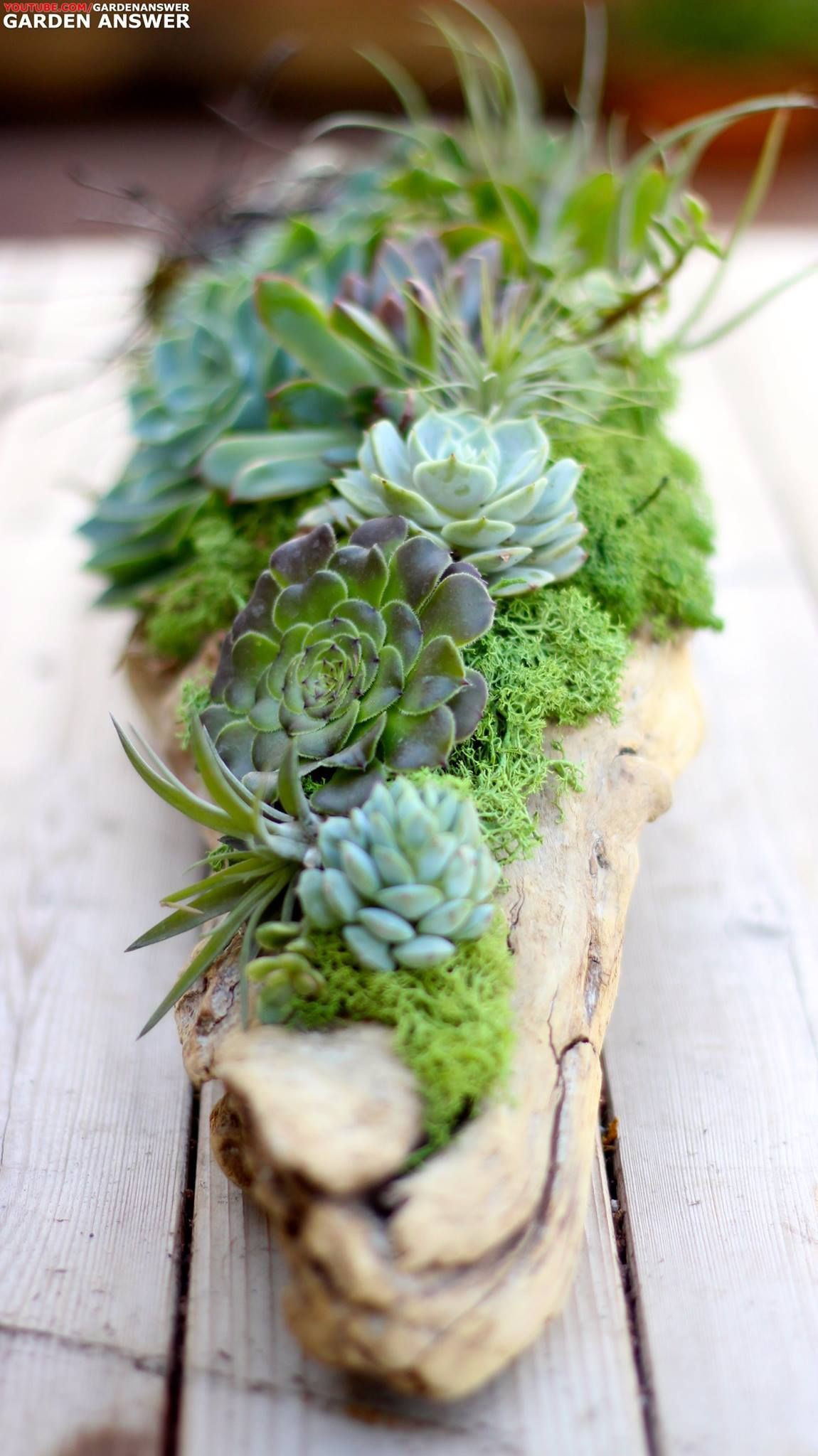 30 Ideal Air Plant Vase Ideas 2024 free download air plant vase ideas of 25 air plant vase the weekly world pertaining to succulents air plants moss and driftwood love it