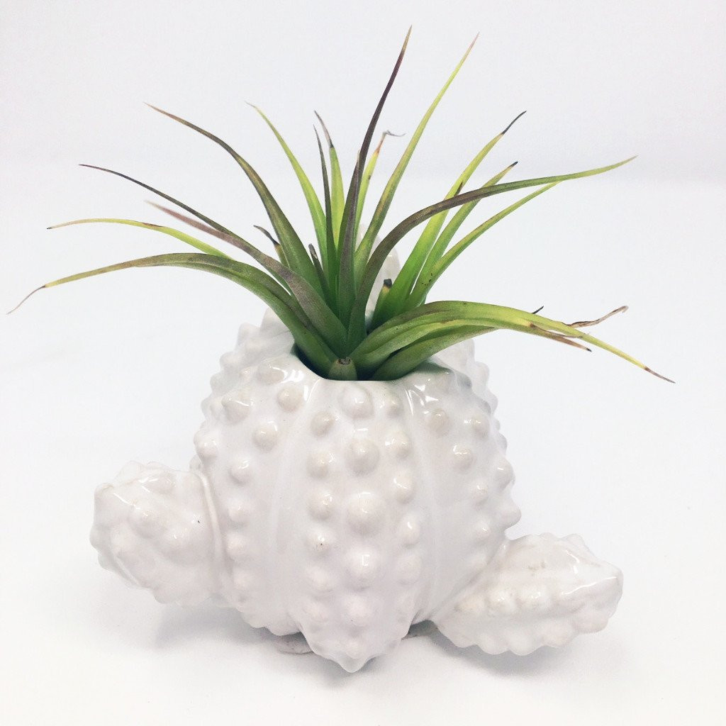 30 Ideal Air Plant Vase Ideas 2024 free download air plant vase ideas of air plant tillandsia with ceramic spiky cactus pot free shipping intended for air plant tillandsia with ceramic spiky cactus pot free shipping