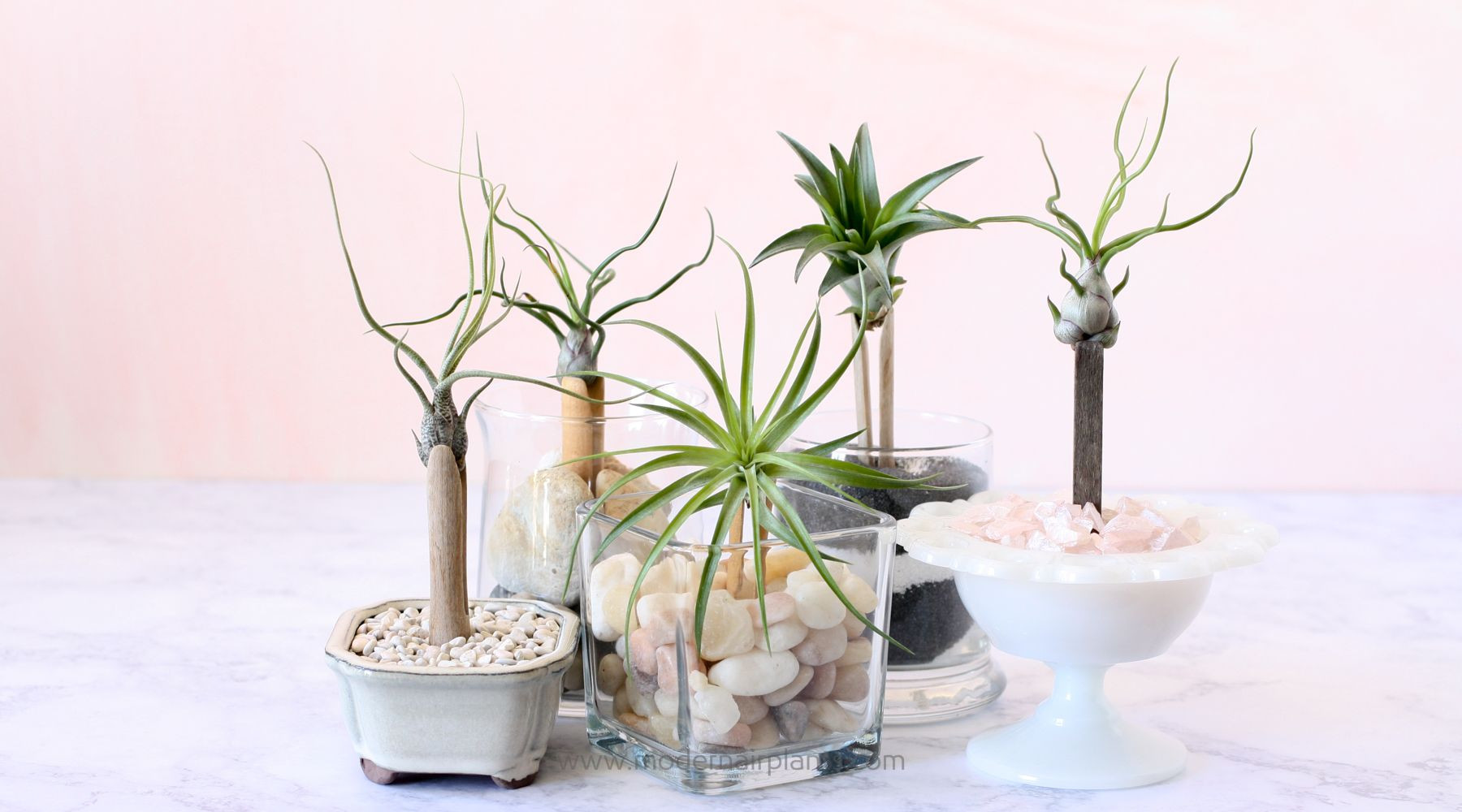 30 Ideal Air Plant Vase Ideas 2024 free download air plant vase ideas of air plants and clothespins several years ago i was at a boutique intended for air plants and clothespins several years ago i was at a boutique and purchased some vint