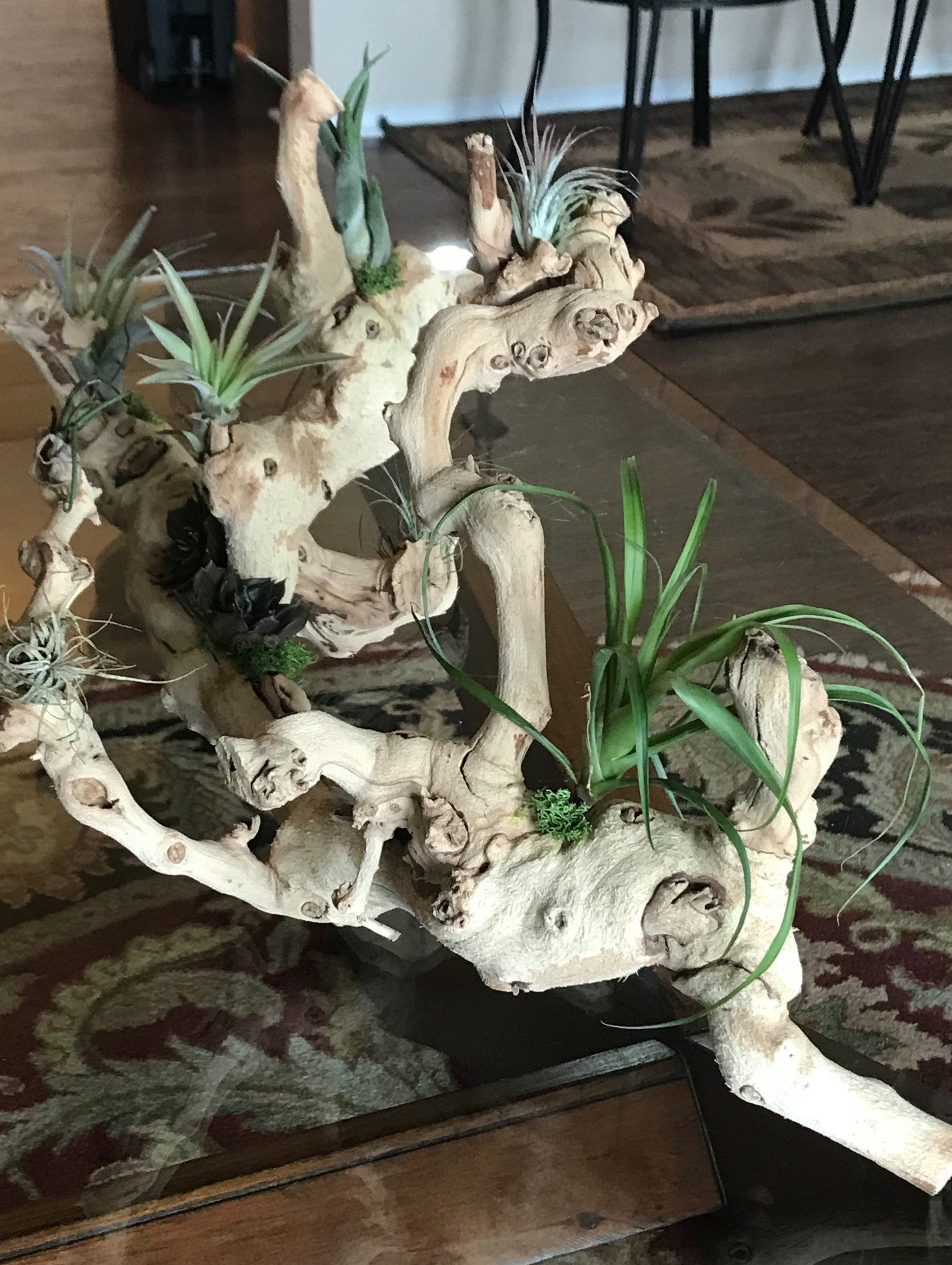 30 Ideal Air Plant Vase Ideas 2024 free download air plant vase ideas of driftwood air plant grapevine arrangement centerpiece pertaining to dc29fc294c28ezoom