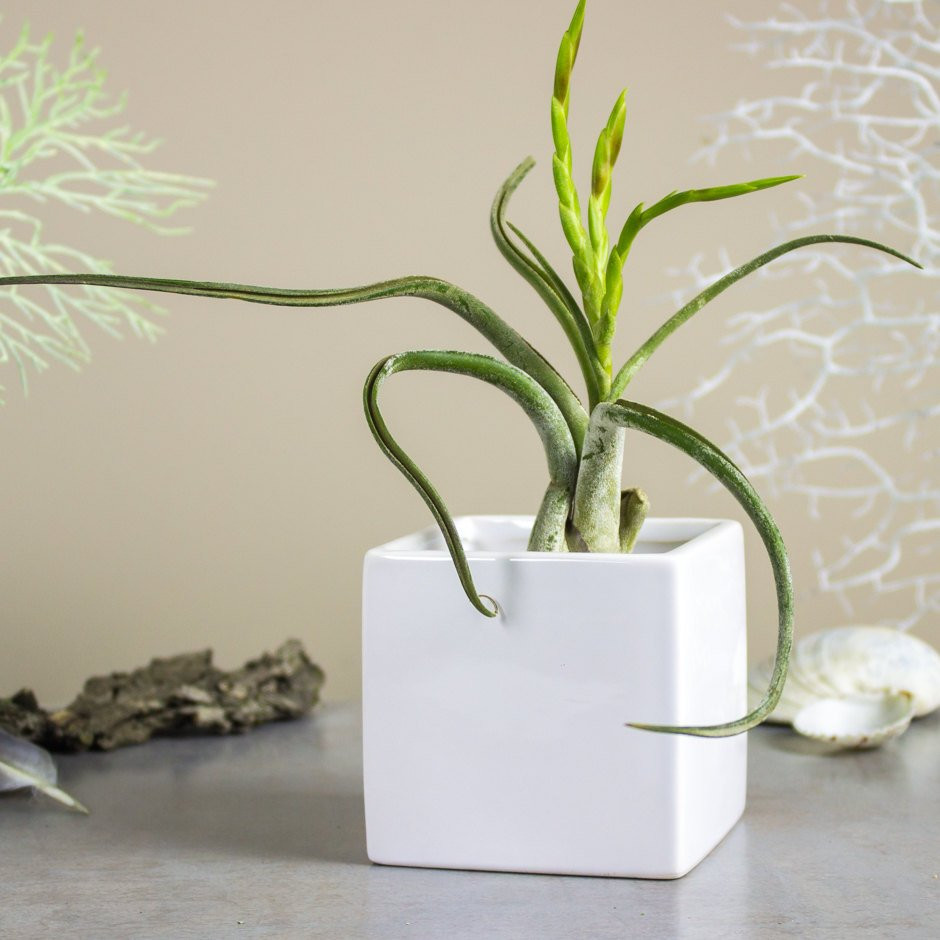 30 Ideal Air Plant Vase Ideas 2024 free download air plant vase ideas of square planter white cube ceramic vase gift mom geometric etsy intended for dc29fc294c28ezoom