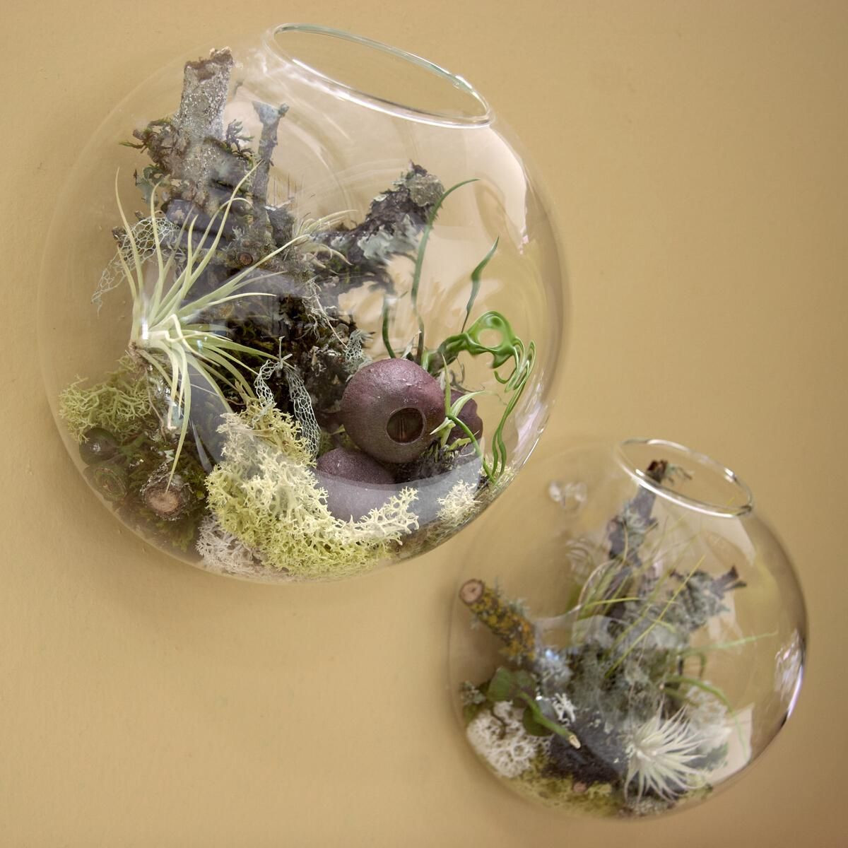 30 Ideal Air Plant Vase Ideas 2024 free download air plant vase ideas of wall bubble terrariums glass wall vase for flowers indoor plants in 3pcs set air plant wall glass terrariumwall bubble terrariumwall plantersfighting fish tank for wa