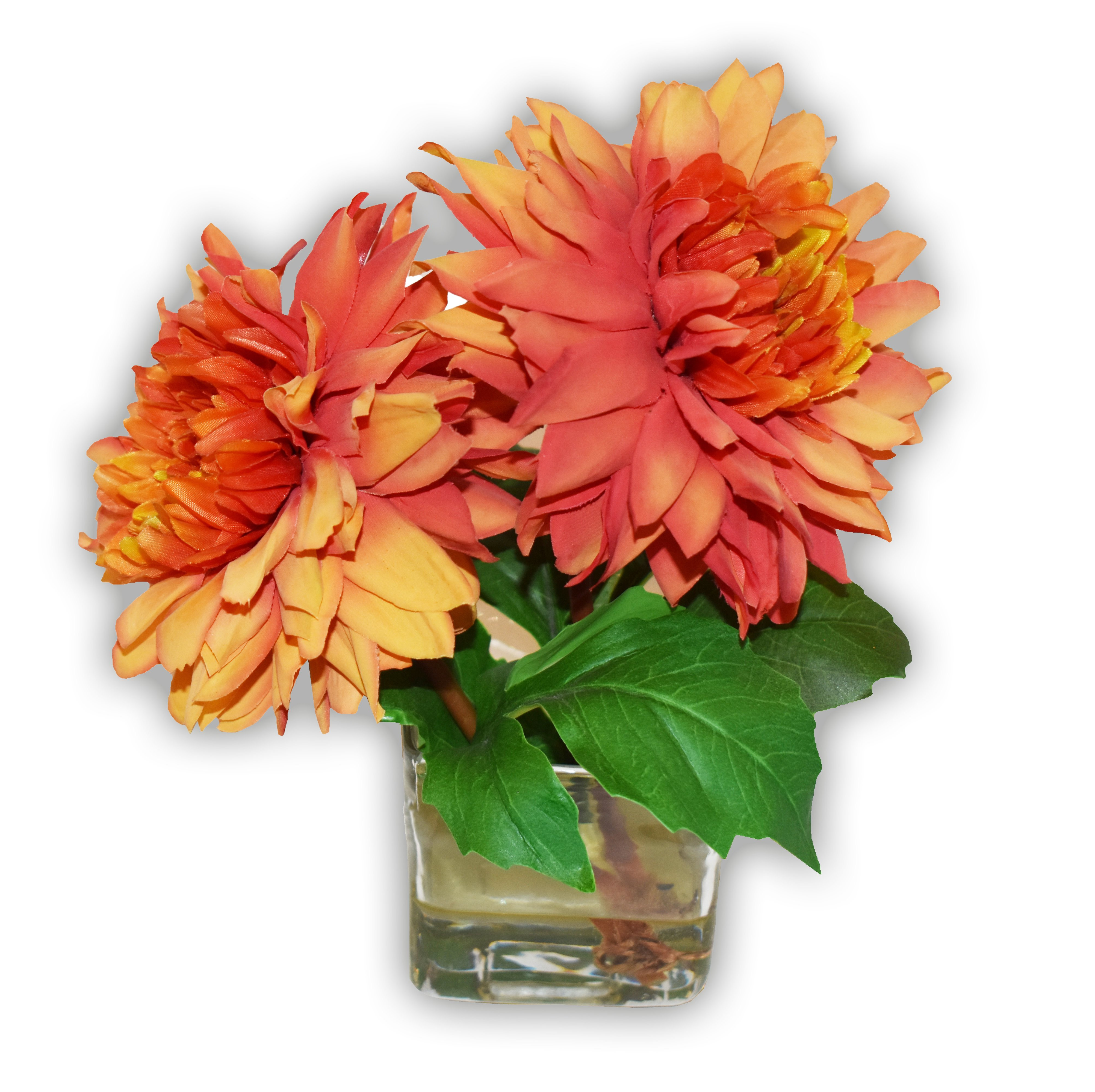 Amaryllis Bulb Vase Of Flores Artifice Store Regarding Dahlia Cutting In Glass Cube Vase orange Artifice Store