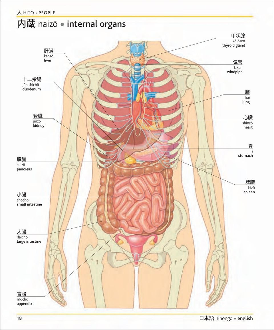30 Stunning Anatomic Heart Vase 2024 free download anatomic heart vase of japanese english visual bilingual dictionary pdf regarding kidney shinzac28d heart suizac28d pancreas i stomach shac28dchac28d small