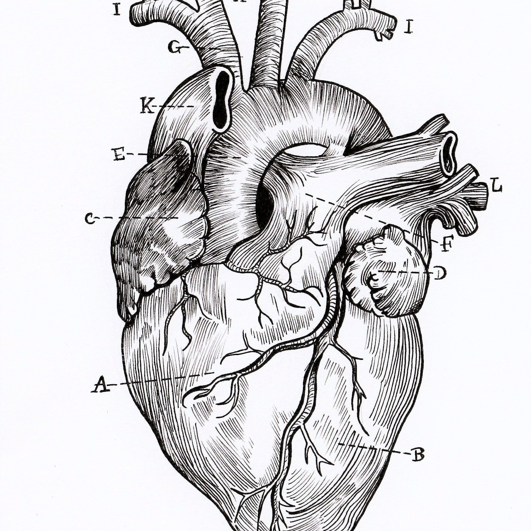 28 Stylish Anatomical Heart Flower Vase 2024 free download anatomical heart flower vase of a5 print anatomical heart diagram etsy regarding sammwinnard