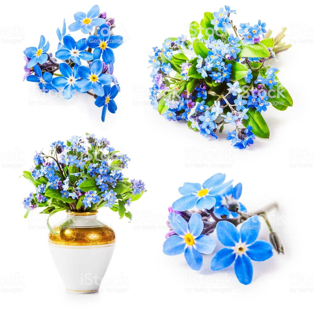 27 Great Antique Hyacinth Vases for Sale 2023 free download antique hyacinth vases for sale of forget me not flowers stock photo more pictures of antique istock intended for forget me not flowers royalty free stock photo