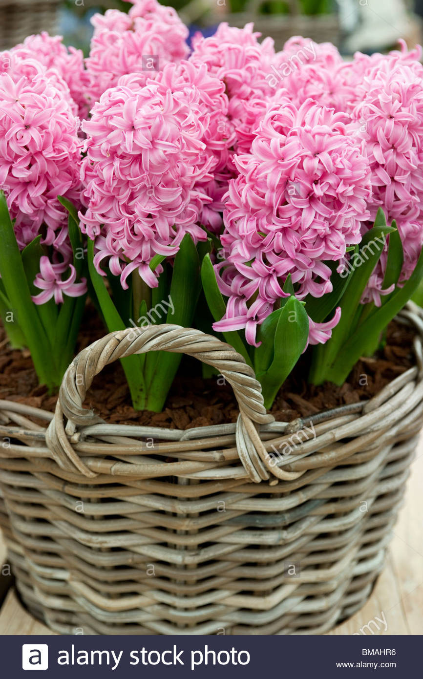 27 Great Antique Hyacinth Vases for Sale 2024 free download antique hyacinth vases for sale of hyacinth bulb stock photos hyacinth bulb stock images alamy with regard to hyacinth pink pearl planted in wicker basket stock image