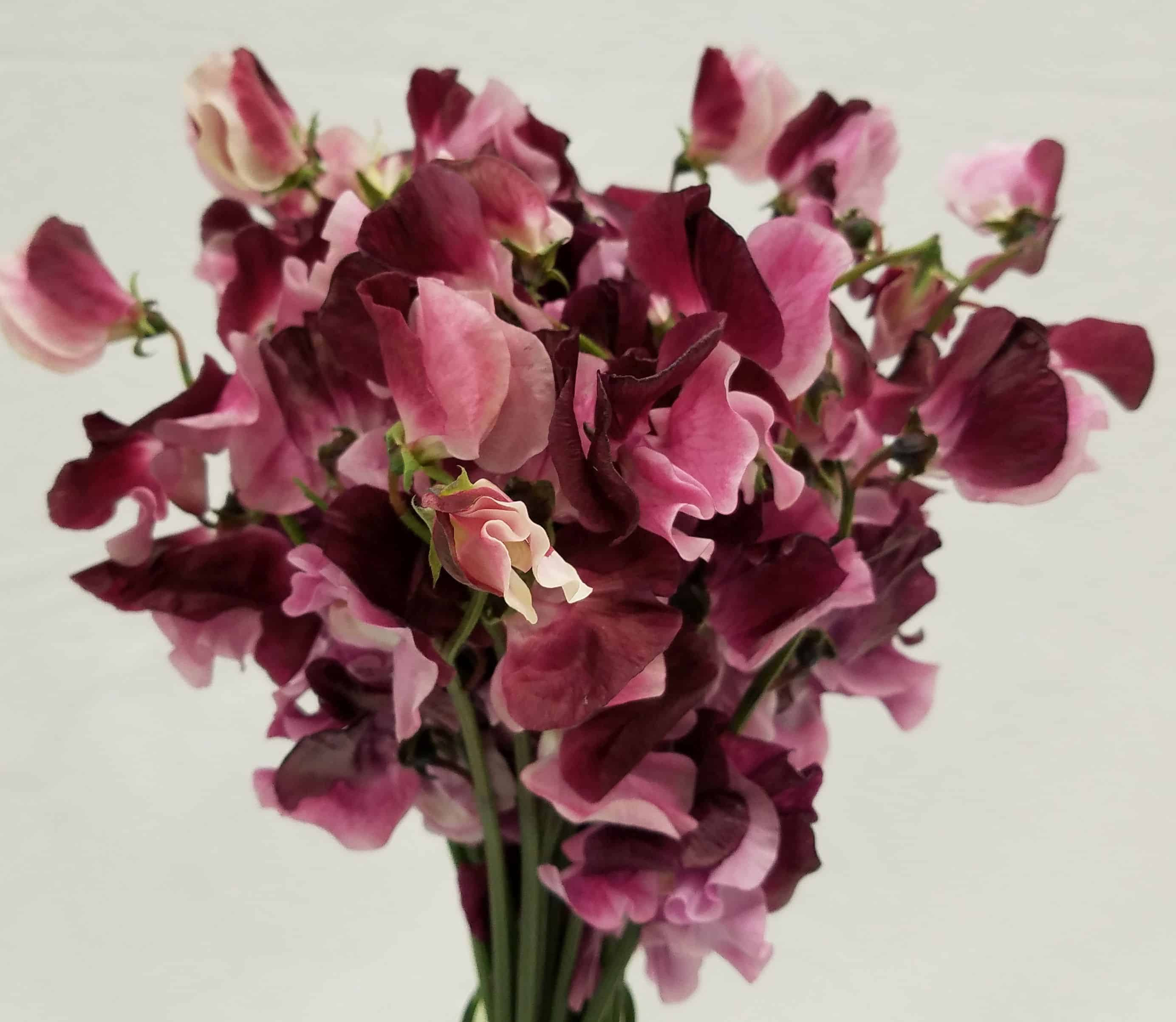 27 Great Antique Hyacinth Vases for Sale 2023 free download antique hyacinth vases for sale of mayesh wholesale florist business tech throughout benishikibu sweet peas