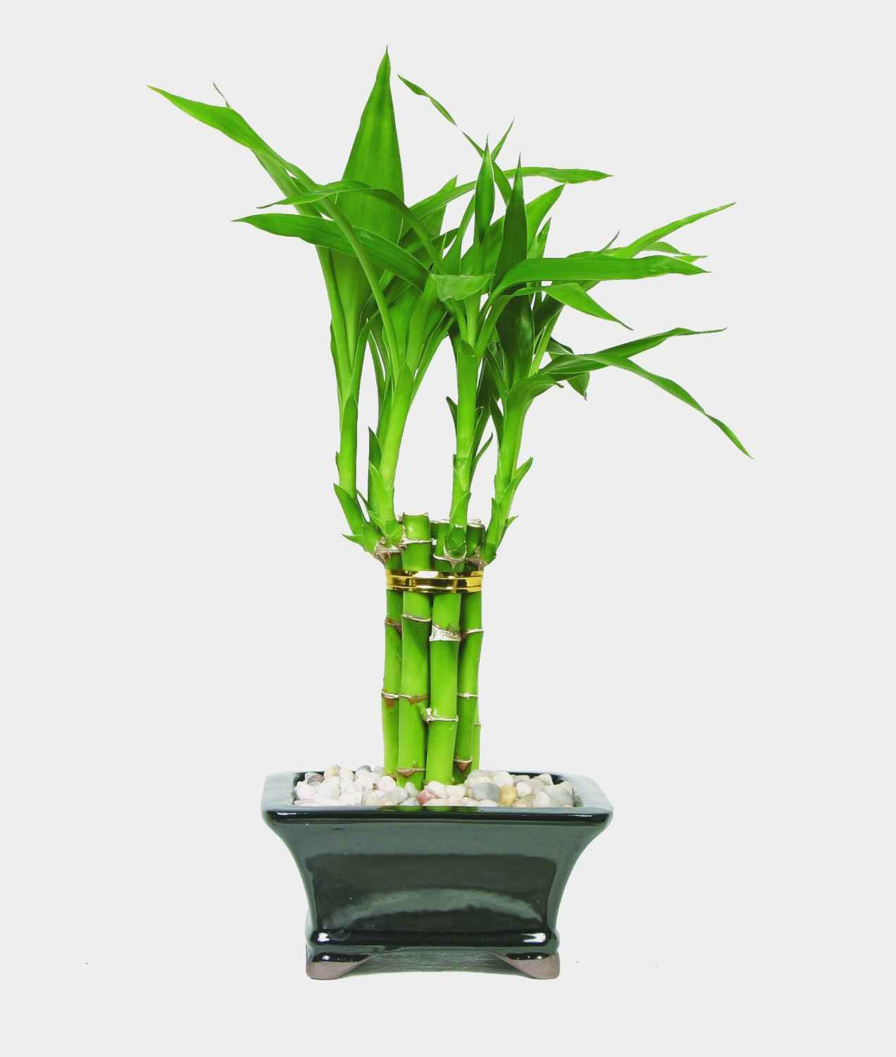 29 Perfect Bamboo Flower Vase 2024 free download bamboo flower vase of beautiful indoor bamboo plants plant directory intended for are you ting good luck or bad luck indoor plant indoor bamboo plants