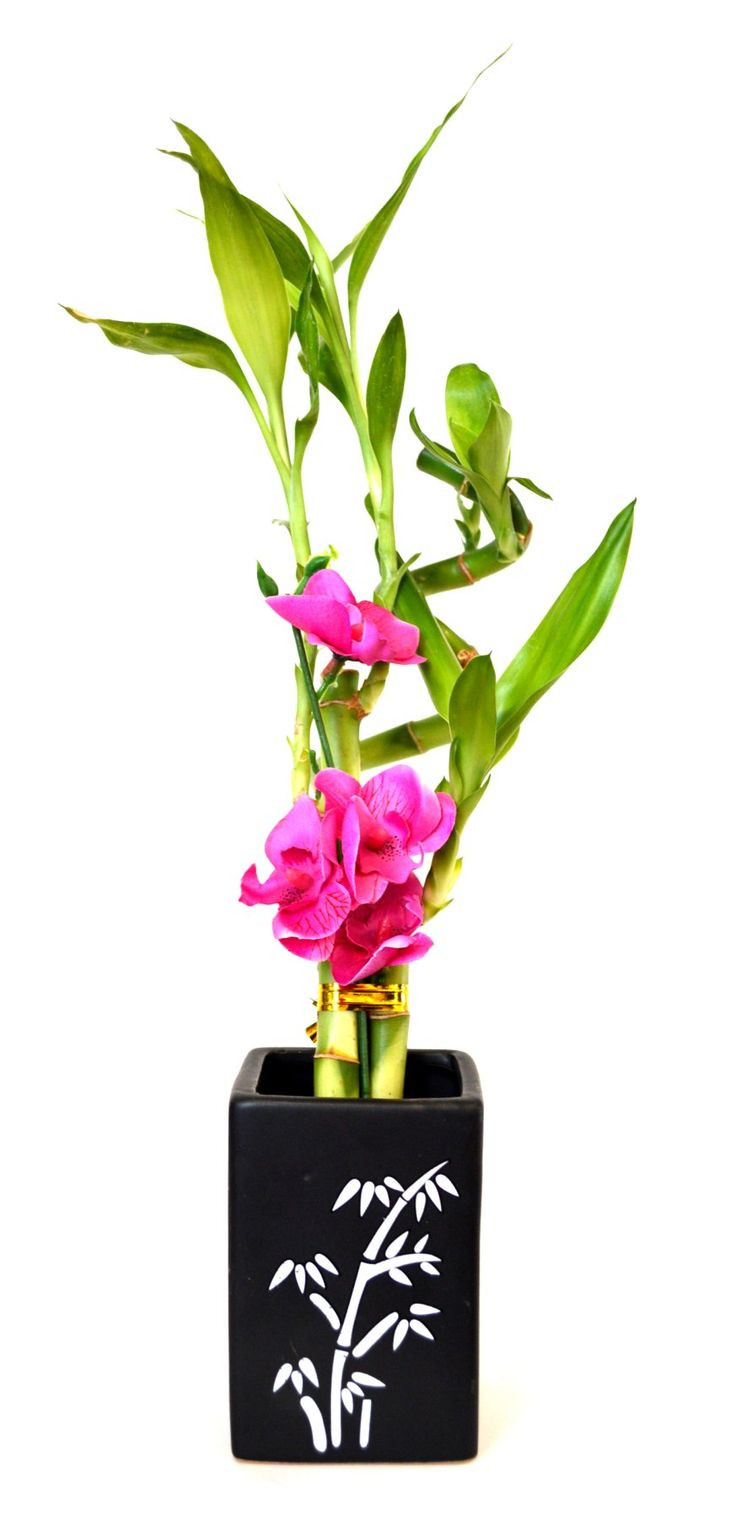 21 Great Bamboo Plant with Elephant Vase 2024 free download bamboo plant with elephant vase of 414 best products images on pinterest bamboo lucky bamboo and regarding 9greenbox lucky bamboo spiral style with silk flowers and black ceramic vase