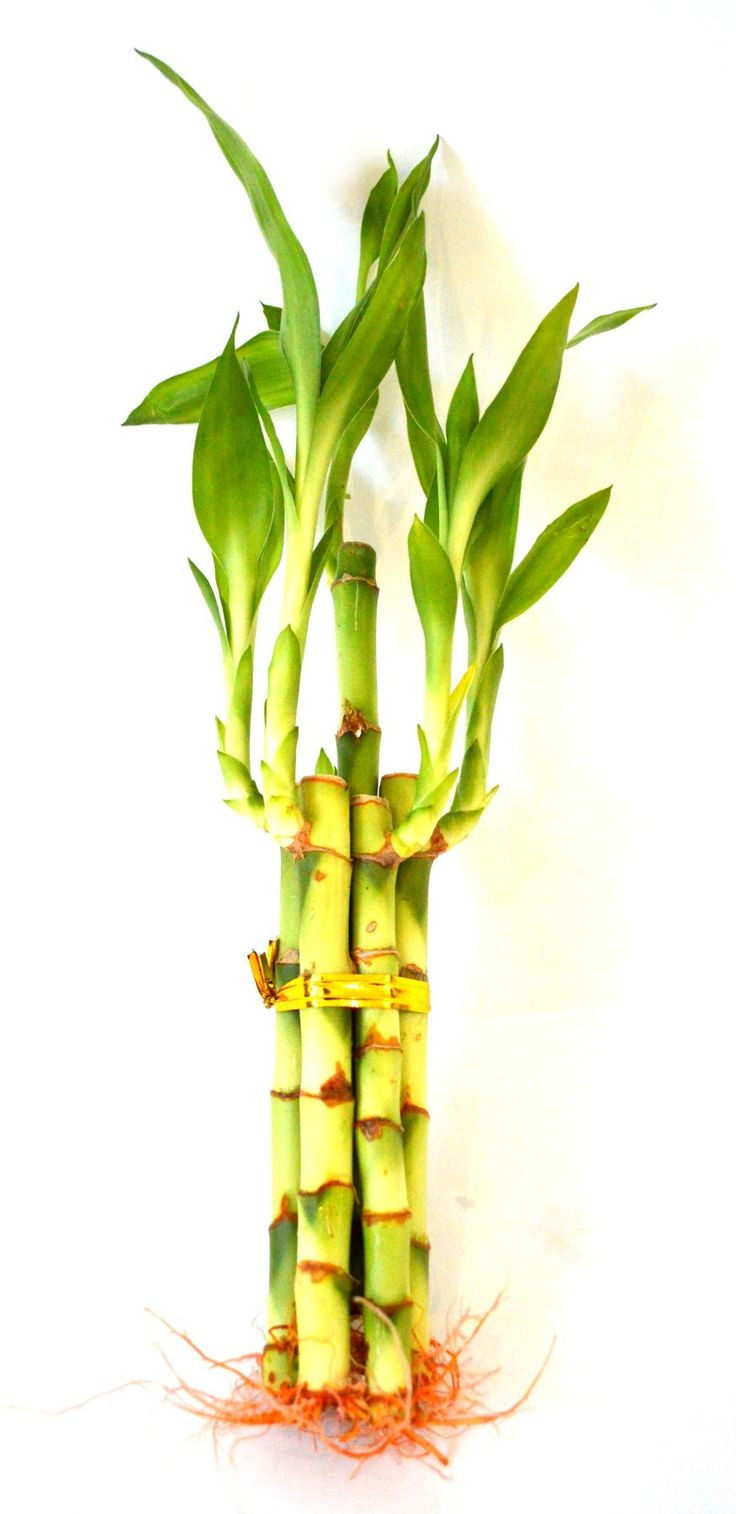 Bamboo Plant with Elephant Vase Of 414 Best Products Images On Pinterest Bamboo Lucky Bamboo and with Regard to Lucky Bamboo 5 Style
