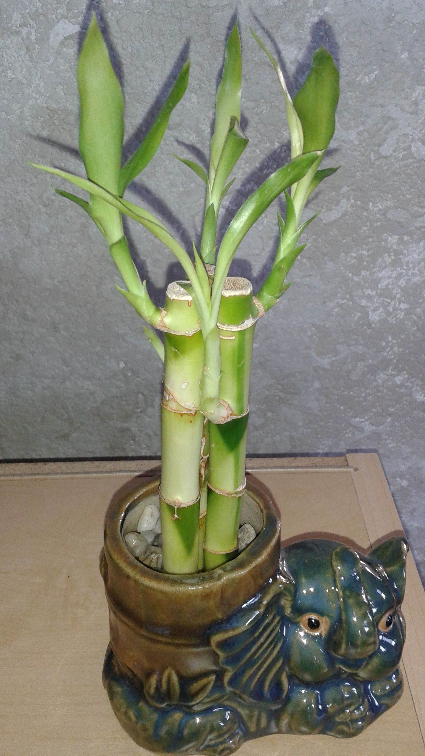 21 Great Bamboo Plant with Elephant Vase 2024 free download bamboo plant with elephant vase of beautiful indoor bamboo plants plant directory within 84140d7cbc4d68f2a43de8ac2c631fae