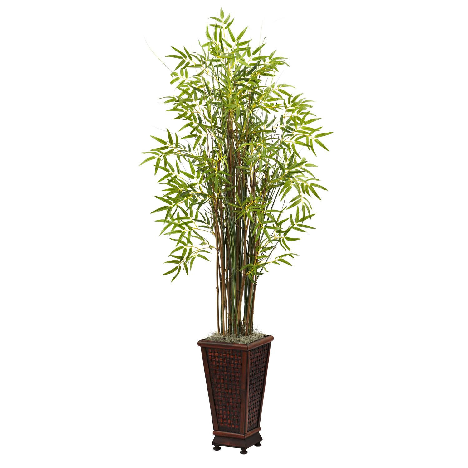 10 Trendy Bamboo Plant with Vase 2024 free download bamboo plant with vase of 5 5ft grass bamboo plant w decorative planter standing tall five within 5 5ft grass bamboo plant w decorative planter