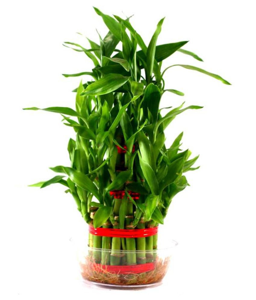 15 Stylish Bamboo Vases for Sale 2024 free download bamboo vases for sale of green plant indoor 3 layer lucky bamboo plant buy green plant within green plant indoor 3 layer lucky bamboo plant