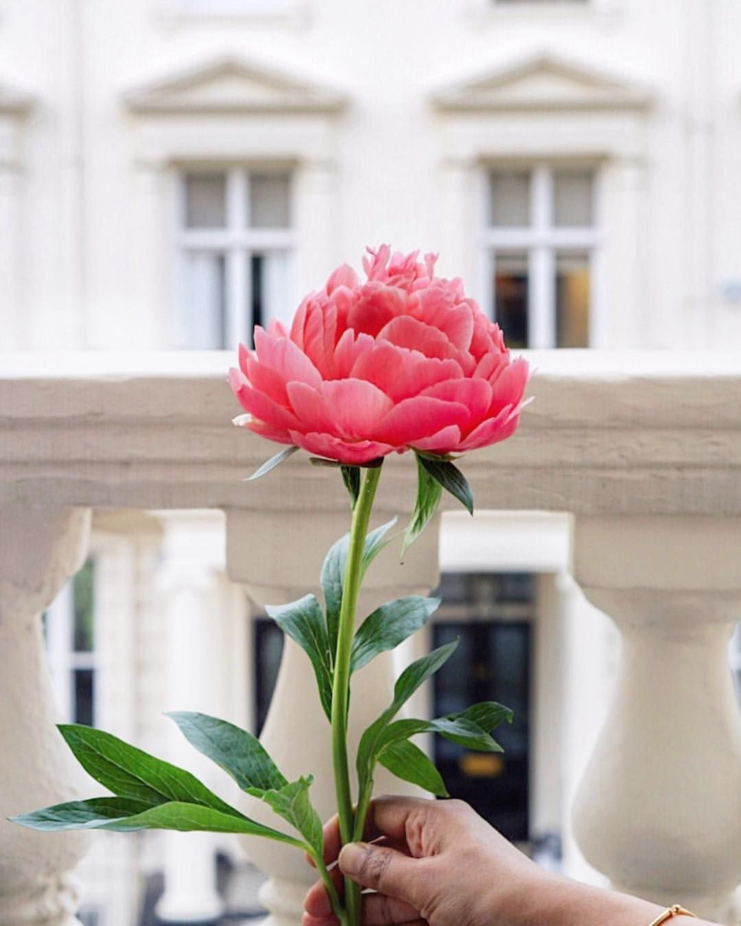 23 Spectacular Best Vase for Peonies 2024 free download best vase for peonies of just a peony for a thursday have a lovely day ac298c280 thats all with regard to ashita on instagram just a peony for a thursday dc29fc28cc2b8dc29fc292c295 hav