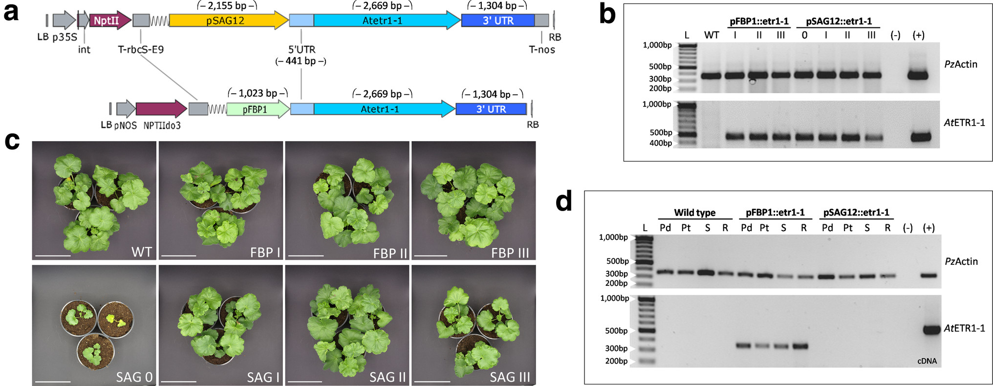 beta plant vase of improved leaf and flower longevity by expressing the etr1 1 allele in open image in new window