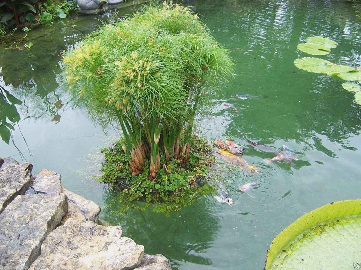 27 Famous Beta Plant Vase 2024 free download beta plant vase of new floating water plants plant directory within datails sur 24 floating island pond planter plant koi water garden pool aquatic fish floats