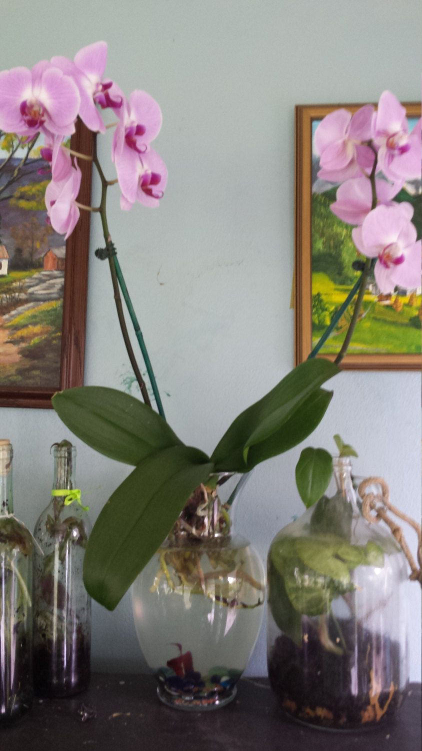 27 Famous Beta Plant Vase 2023 free download beta plant vase of orchid beta tank beautiful and symbioticnow available with lights for beauty simplicity and symbioticism honestly my favorite discovery in his horticultural journey i have