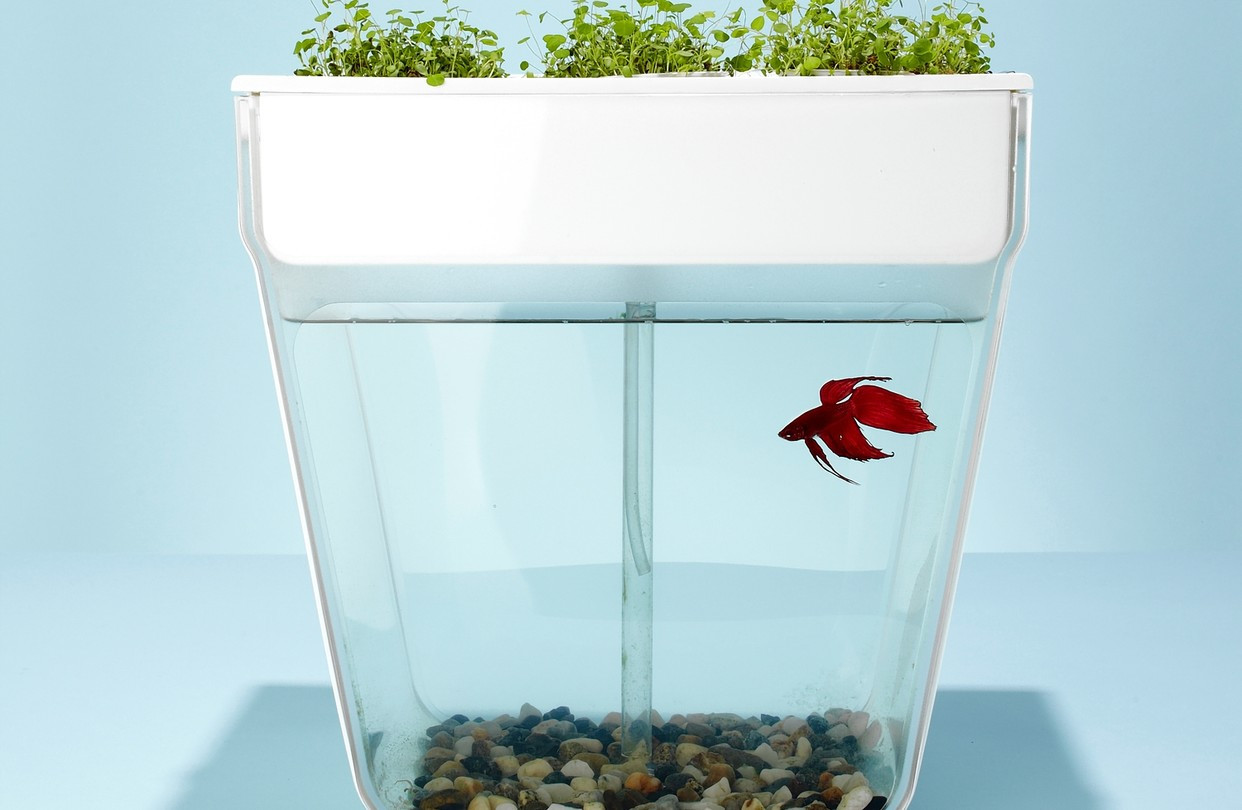 27 Stylish Betta Fish and Plant Vase 2024 free download betta fish and plant vase of a pet fish can cohabitate with potted plants wsj intended for od ba467a fisht gr 20140108113810