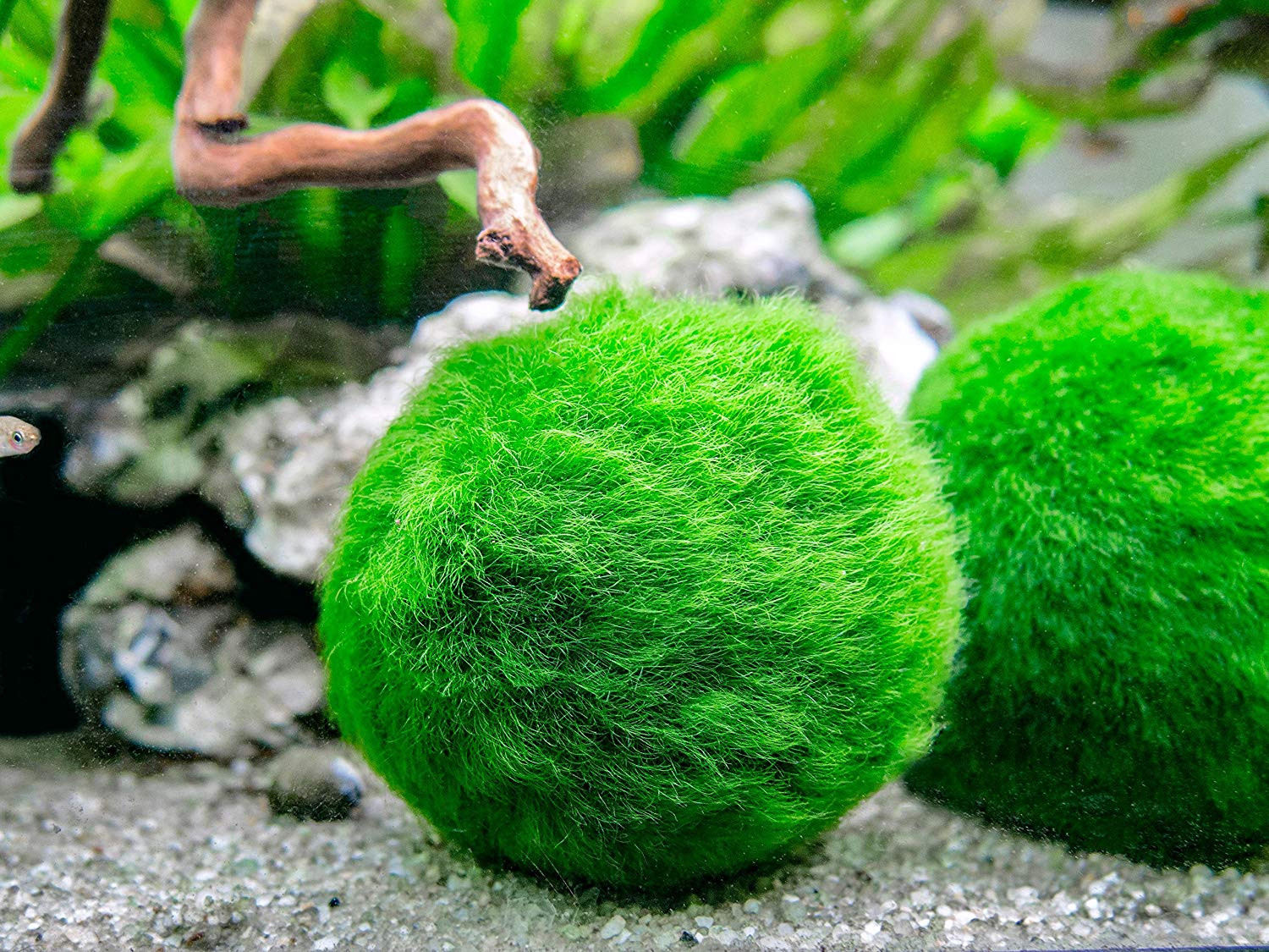 27 Stylish Betta Fish and Plant Vase 2024 free download betta fish and plant vase of amazon com 3 betta fish balls live marimo aquarium plants for in amazon com 3 betta fish balls live marimo aquarium plants for fish tanks natural toy accessories 1