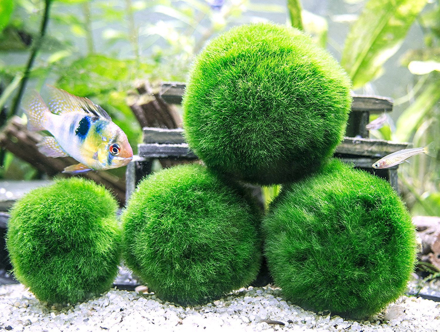 27 Stylish Betta Fish and Plant Vase 2024 free download betta fish and plant vase of amazon com 3 betta fish balls live marimo aquarium plants for in amazon com 3 betta fish balls live marimo aquarium plants for fish tanks natural toy accessories