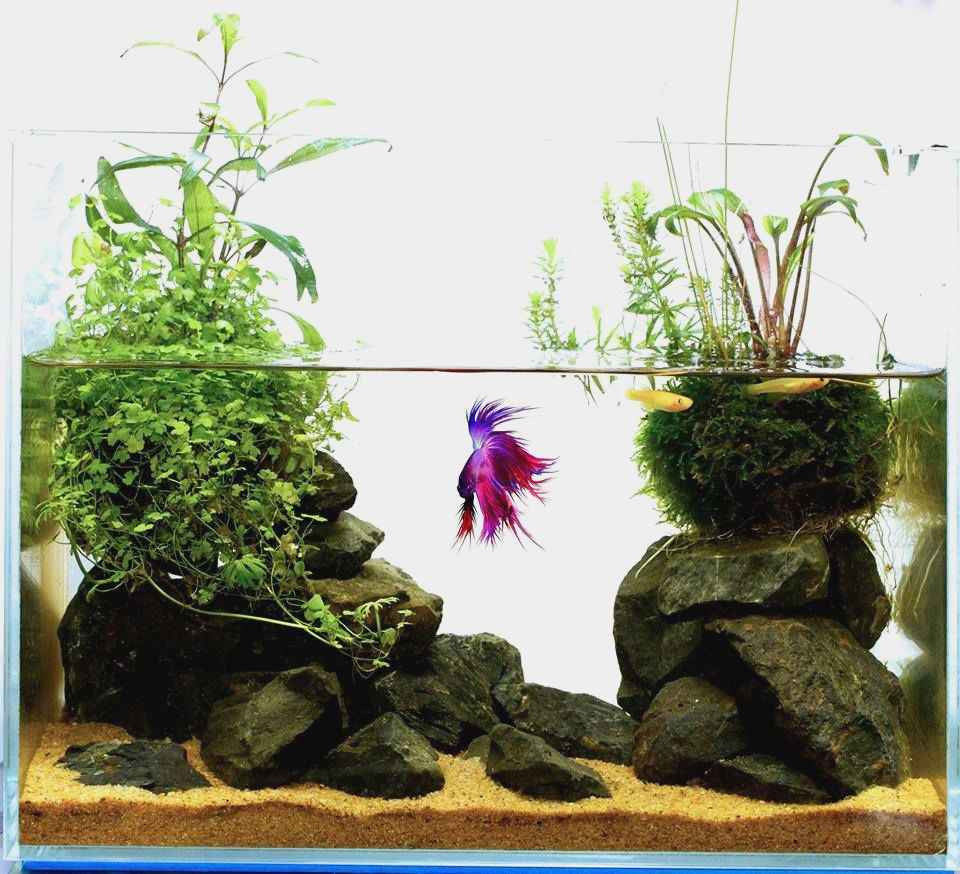 27 Stylish Betta Fish and Plant Vase 2024 free download betta fish and plant vase of fresh best plants for betta plant directory in possibly the best betta home you see today