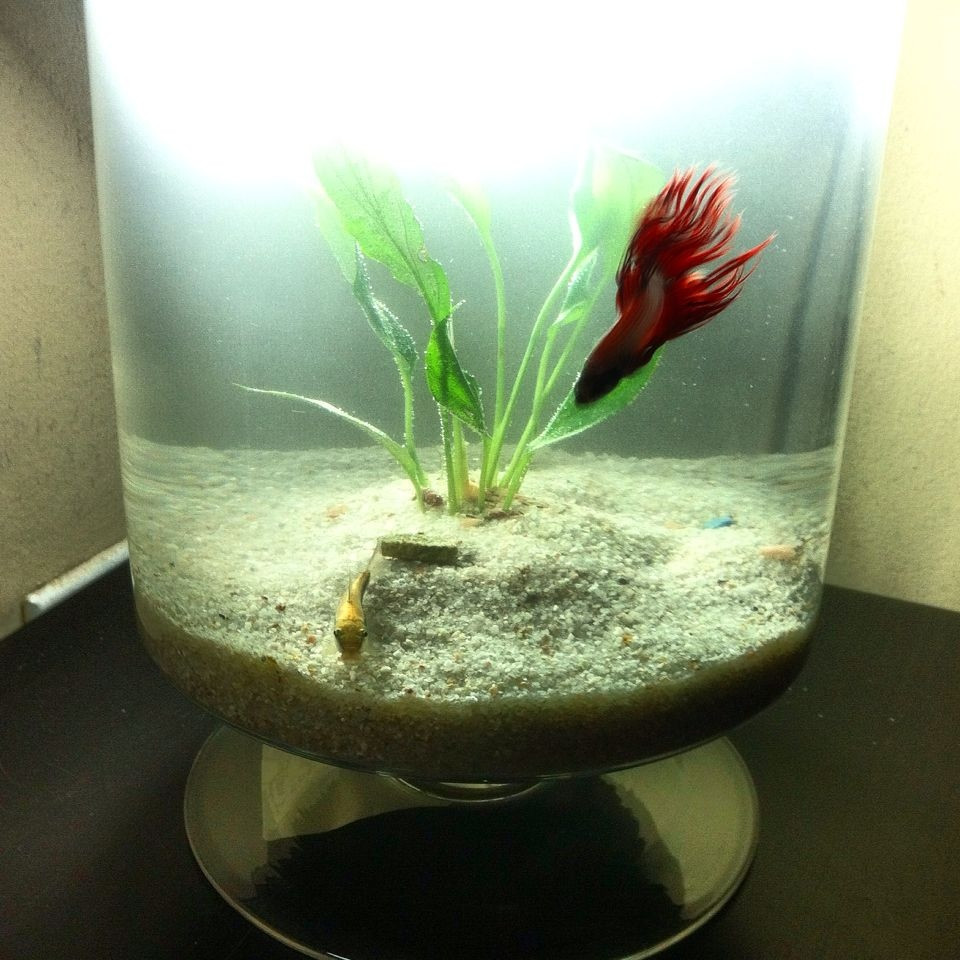 20 Cute Betta Fish Plant Vase 2024 free download betta fish plant vase of 33 aquarium decoration with sand decoration ideas galleries within 2 gal planted betta bowl there s a red crown tail betta with an