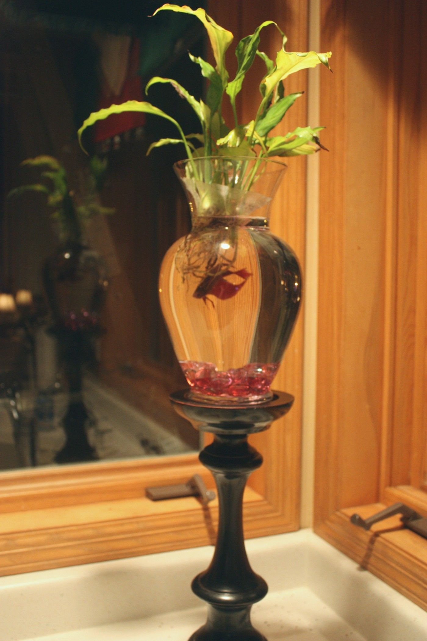 20 Cute Betta Fish Plant Vase 2024 free download betta fish plant vase of i did want one but i have since read that this is not a good way intended for never keep a betta fish like this bettas are also not able to live on plant roots they 
