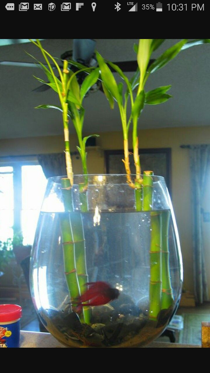 betta fish vase of 14 best betta fish images on pinterest fish tanks fish aquariums intended for betta fish and bamboo plants are both very attractive pamela n red tells how to successfully combine the two in a lovely environment
