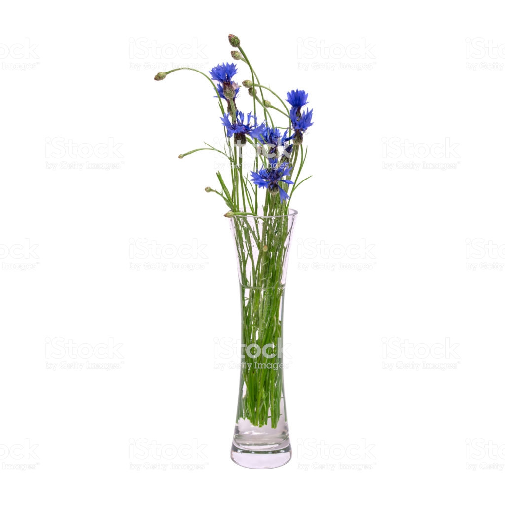 15 Wonderful Blue Glass Bottle Vase 2024 free download blue glass bottle vase of a bouquet of blue spring flowers in a glass transparent vase is regarding a bouquet of blue spring flowers in a glass transparent vase is isolated on a white