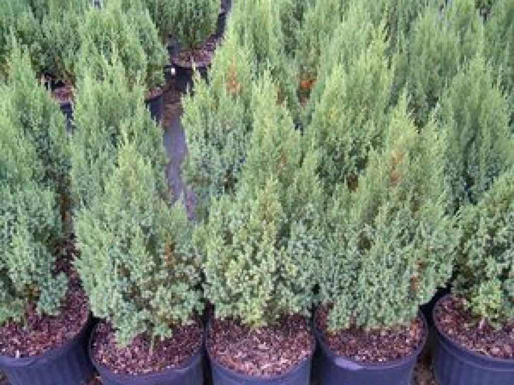 10 attractive Blue Vase Juniper 2024 free download blue vase juniper of vases juniperus chinensis blue point blue point juniper from with regard to vasesjuniperus chinensis blue point blue point juniper from fowlers with regard to