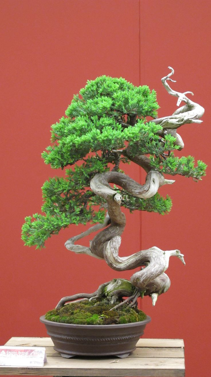 25 Wonderful Bonsai Tree Vase 2024 free download bonsai tree vase of 776 best bonsais images on pinterest bonsai bonsai trees and throughout 10 of the worlds most beautiful bonsai trees