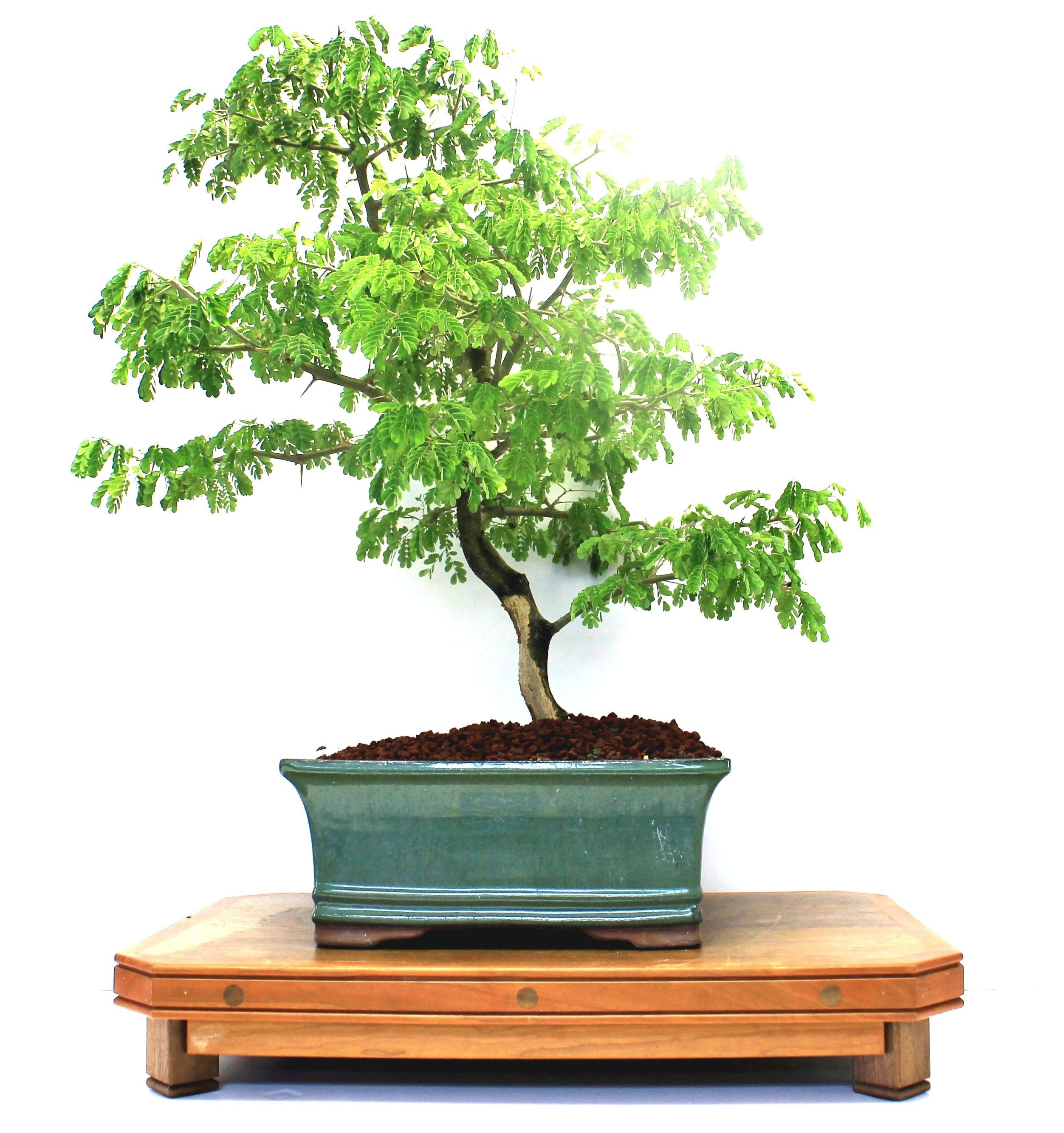 25 Wonderful Bonsai Tree Vase 2024 free download bonsai tree vase of brazilian rain bonsai tree bonsai pinterest bonsai intended for brazilian rain bonsai tree