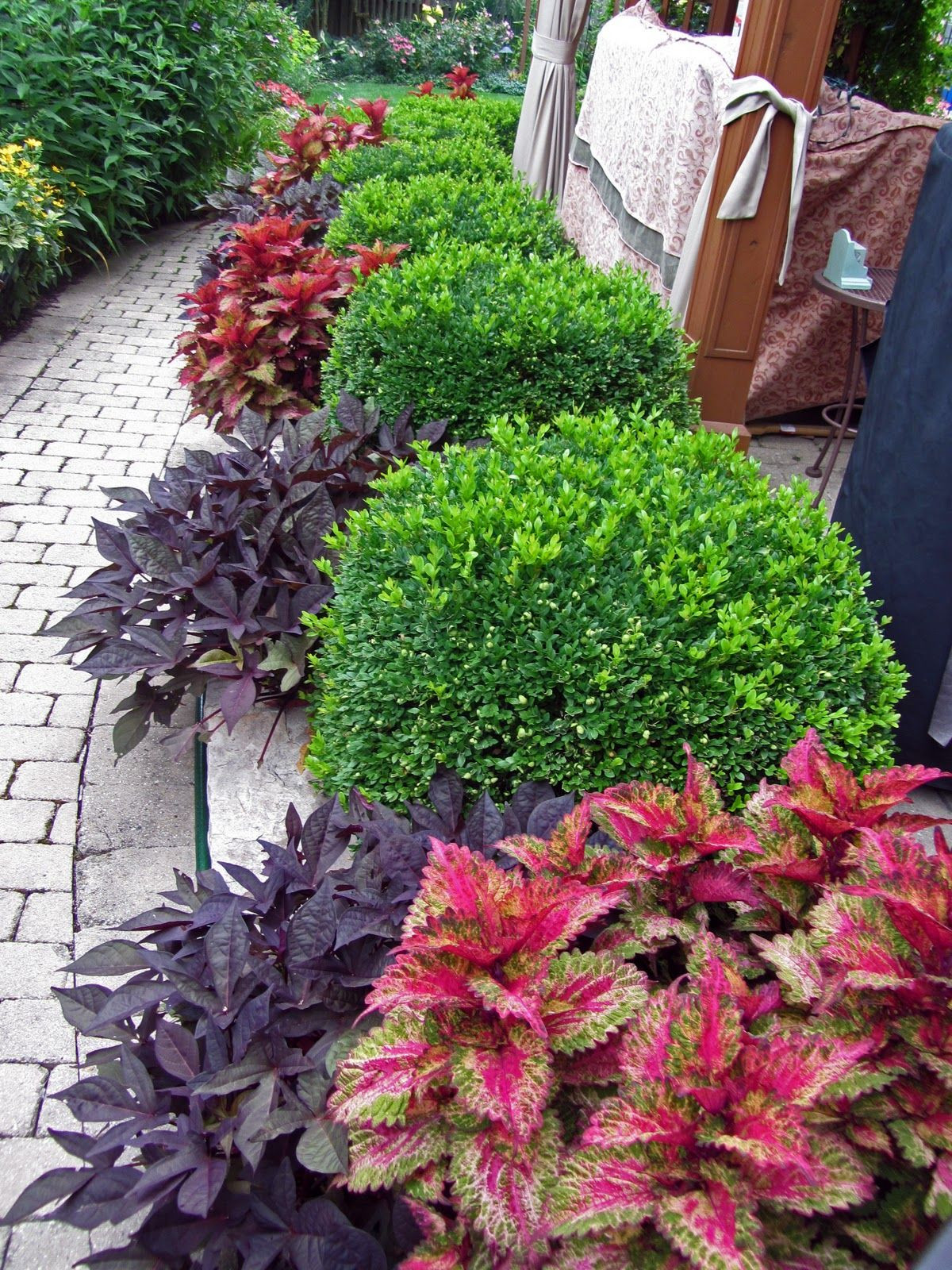 27 Trendy Boxwood Vase Filler 2024 free download boxwood vase filler of green velvet boxwood and various coleus look pretty together for a regarding green velvet boxwood and various coleus look pretty together for a shady area
