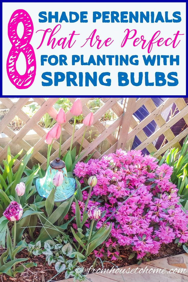19 Perfect Bulb forcing Vases for Sale 2024 free download bulb forcing vases for sale of 18 best spring bulb inspiration images on pinterest spring bulbs pertaining to 8 beautiful shade perennials to combine with spring bulbs