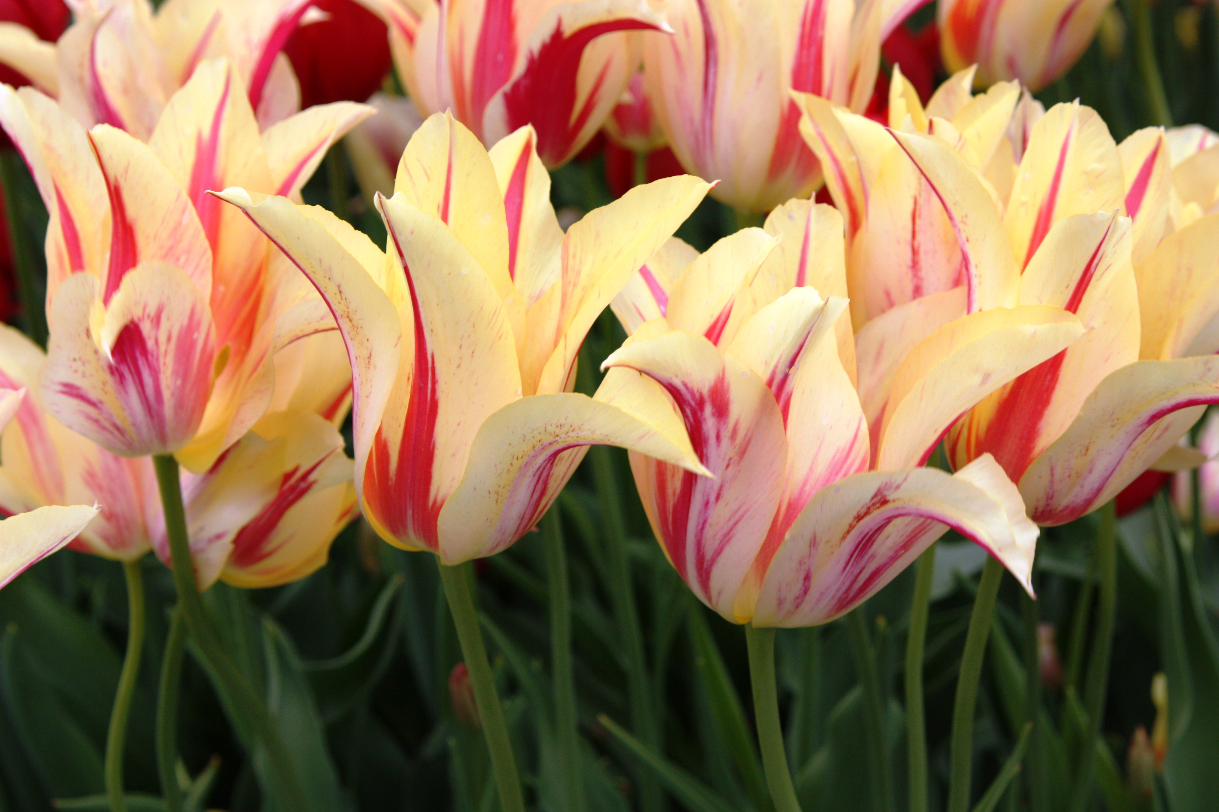 19 Perfect Bulb forcing Vases for Sale 2024 free download bulb forcing vases for sale of fafardbulbs archives fafard with tulipa red striped lily