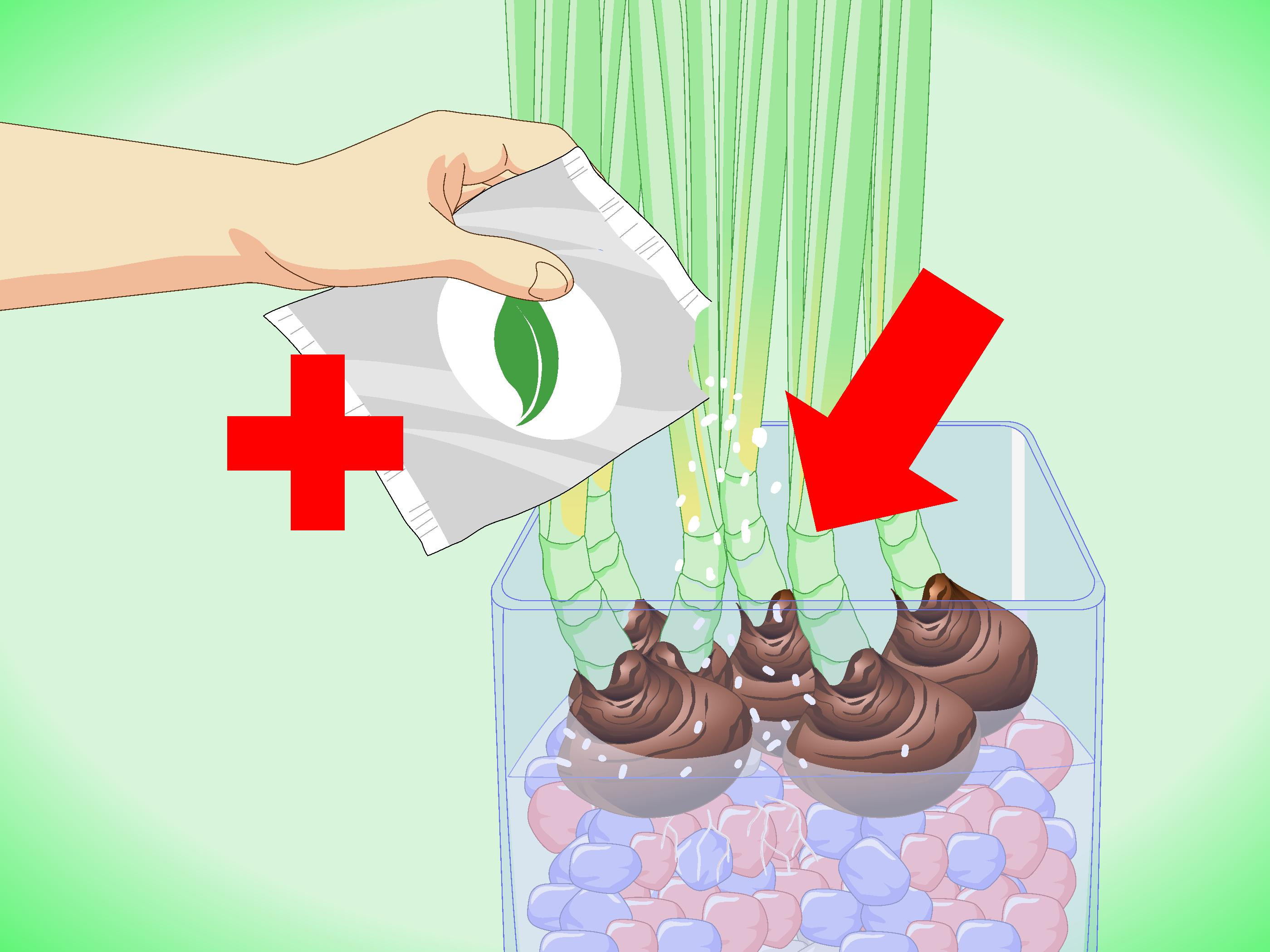 19 Perfect Bulb forcing Vases for Sale 2024 free download bulb forcing vases for sale of how to force paperwhite narcissus bulbs with pictures wikihow regarding force paperwhite narcissus bulbs step 16