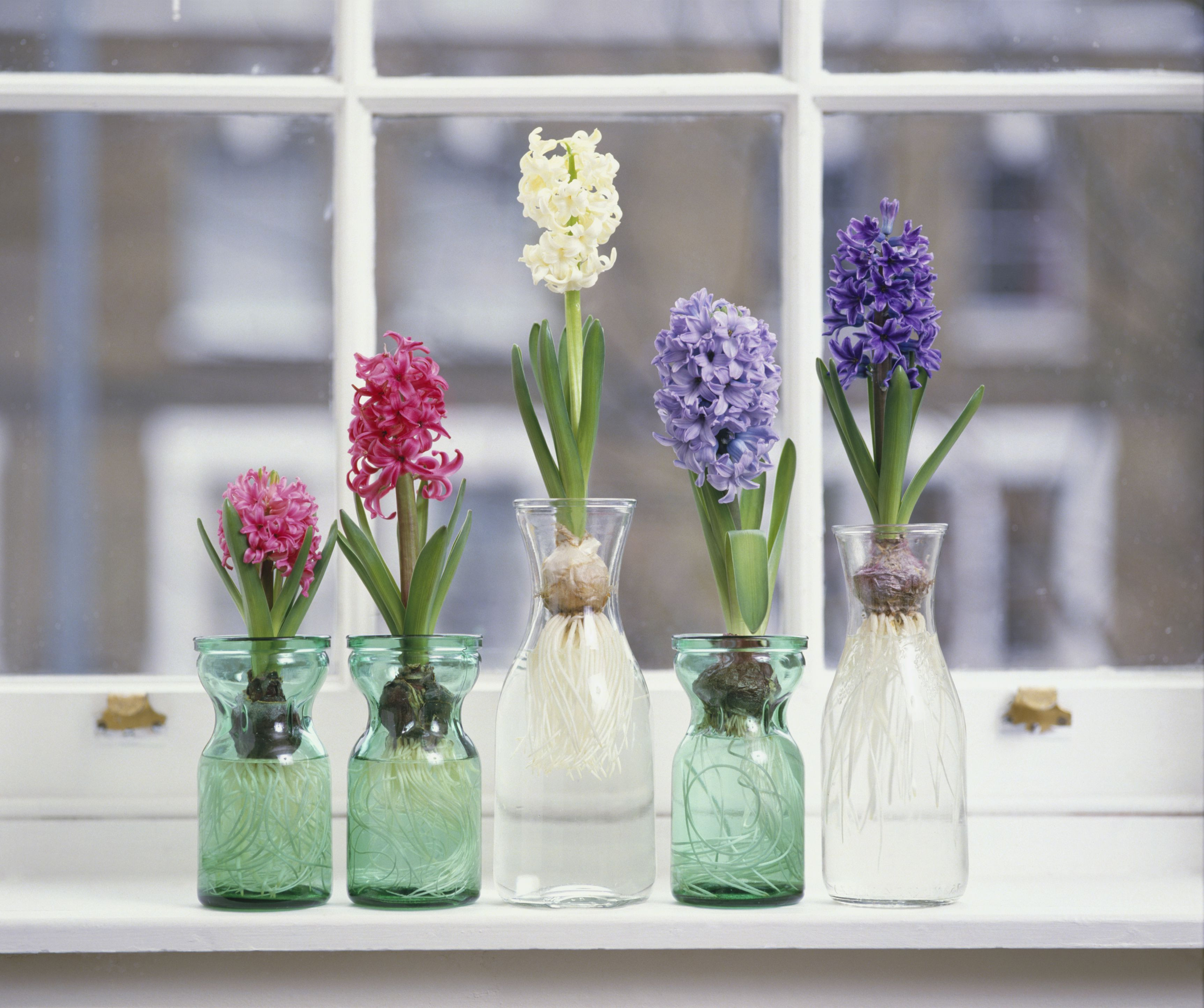 19 Perfect Bulb forcing Vases for Sale 2024 free download bulb forcing vases for sale of how to grow hyacinth flowers indoors with pink white and purple hyacinthus plants with bulbs in glass jars on window sill 125157739 57c5b8f73df78cc16ead76eb