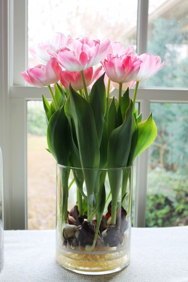 27 Spectacular Bulb forcing Vases wholesale 2024 free download bulb forcing vases wholesale of 639 best flowers fansies images on pinterest dahlia flowers inside how to grow or force tulips and other perennials in glass jars all year around in