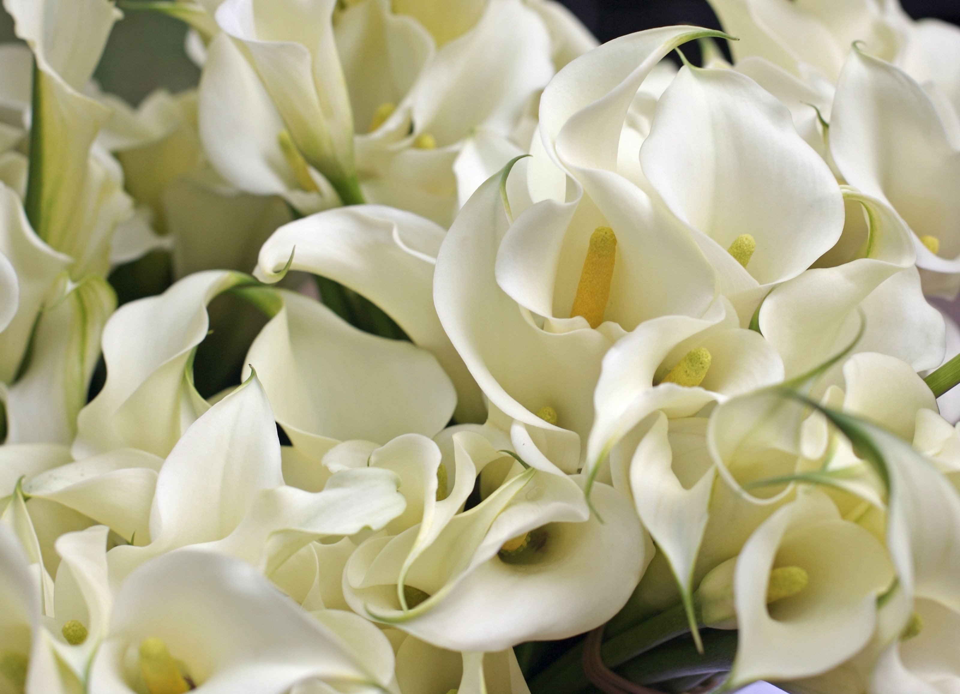 14 Fashionable Calla Lily Tall Vase 2024 free download calla lily tall vase of growing and care of indoor calla lily indoors regarding calla lillies 118212201 58ed384a3df78cd3fce5a363