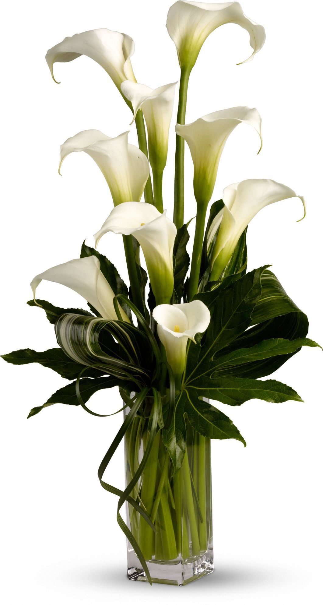 14 Fashionable Calla Lily Tall Vase 2024 free download calla lily tall vase of notice leaves my fair lady maybe for food table in large cylinder regarding my fair lady maybe for food table in large cylinder vase