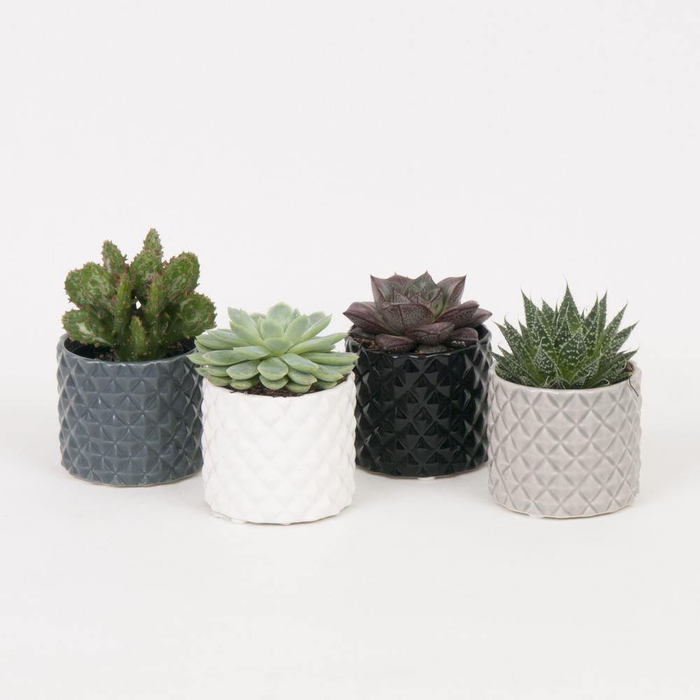14 attractive Ceramic Cactus Vase 2024 free download ceramic cactus vase of diamond shade succulents online gift modern and ceramic pots intended for shop our range of cacti and succulents suitable for use on desks tables bookshelves and windo
