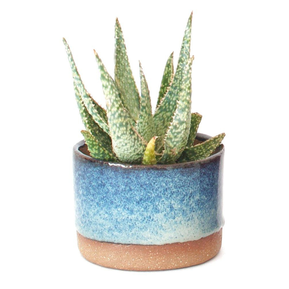 14 attractive Ceramic Cactus Vase 2024 free download ceramic cactus vase of sister golden ceramic planter multiple colors the perfect within sister golden ceramic planter multiple colors the perfect little pot for succulents or cacti ceramicpo