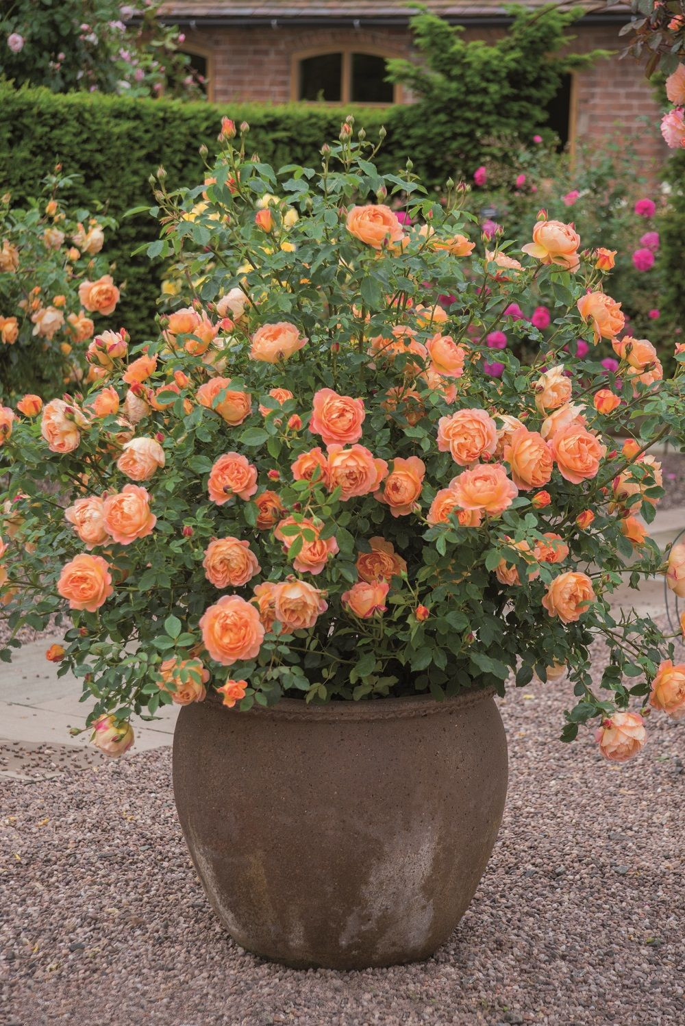chinese plant vase of british article on the best container roses this is the david regarding british article on the best container roses this is the david austin rose lady of shalott an ideal rose for the inexperienced gardener