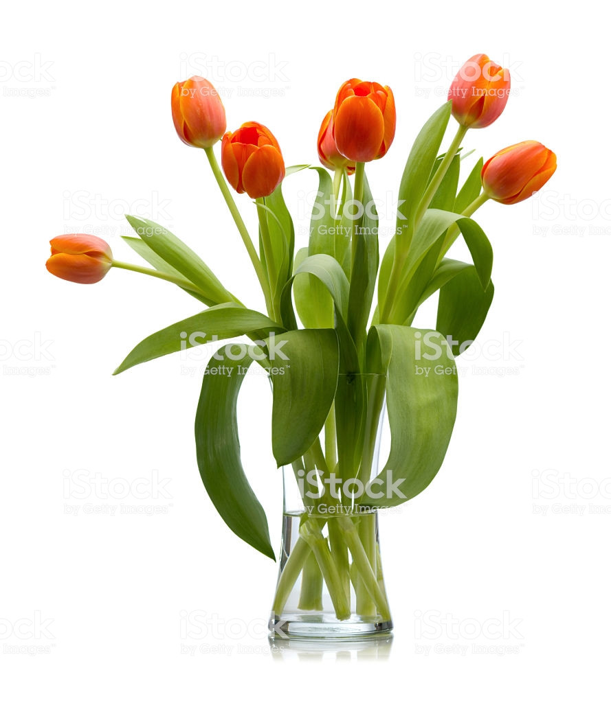 21 Famous Clear Cut Glass Vase 2022 free download clear cut glass vase of seven red orange fresh cut tulips in glass vase isolated stock photo within seven red orange fresh cut tulips in glass vase isolated royalty free stock photo